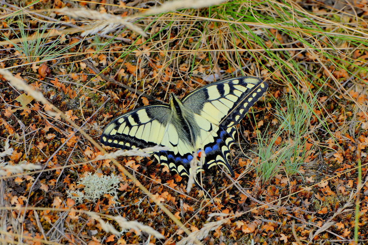 опять про бабочек...449 - Александр Прокудин опять про бабочек...449 - Александр Прокудин
