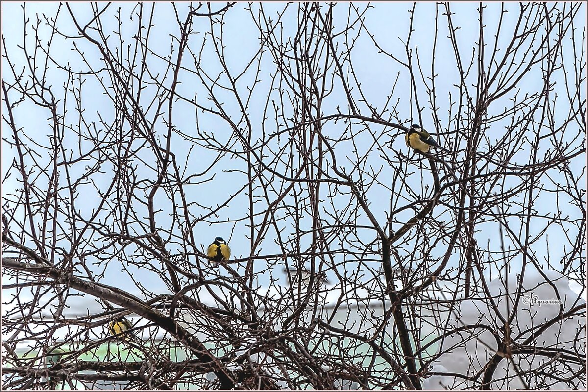 Ожидание весны... - Aquarius - Сергей Ожидание весны... - Aquarius - Сергей