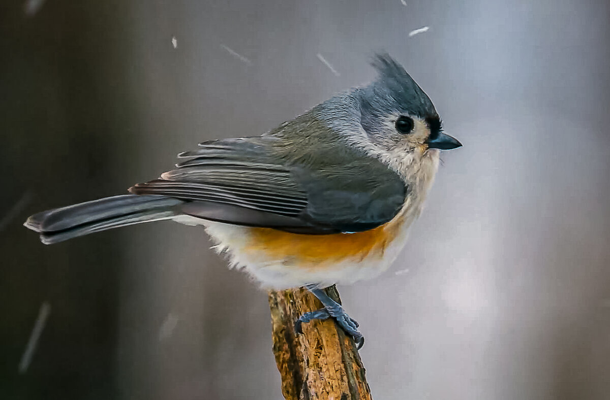 Хохлатая синица - Aleksey Afonin