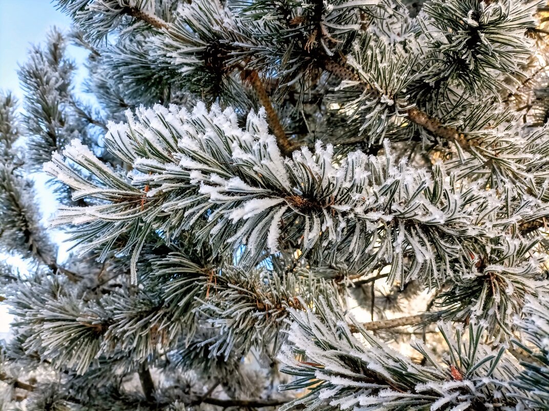 В зимнем свете - Veera V