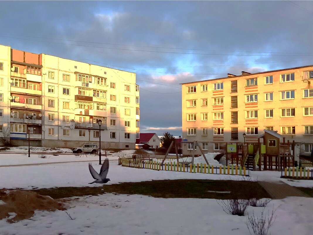 Голубь во  дворе - Фотогруппа Весна