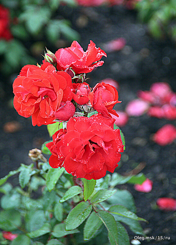 они на радость нам даны - Олег Лукьянов