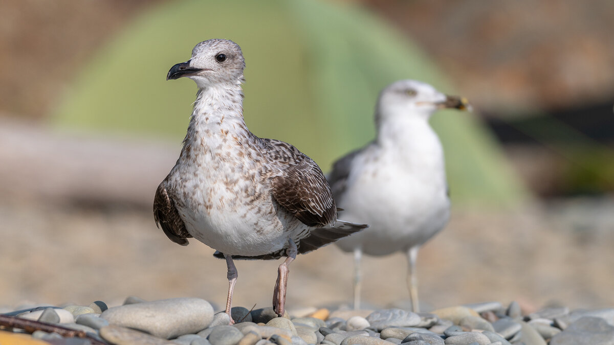 На морском берегу - Владимир Лазарев