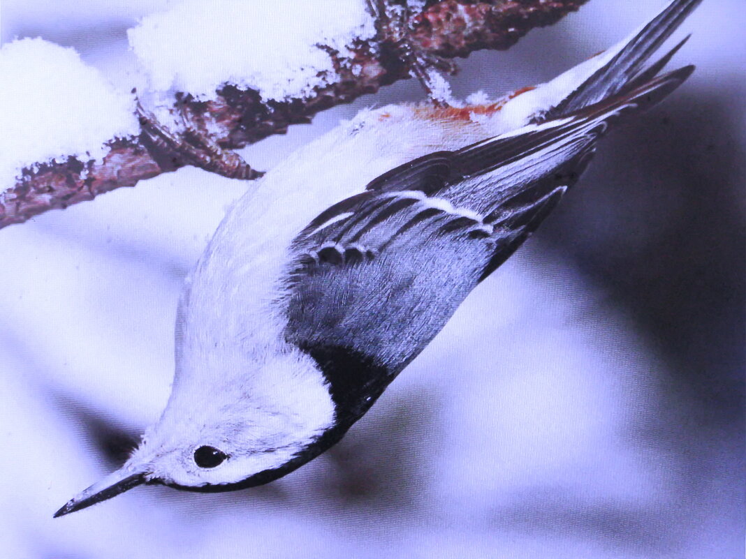 Поползень каскадёр - Людмила Смородинская Поползень каскадёр - Людмила Смородинская