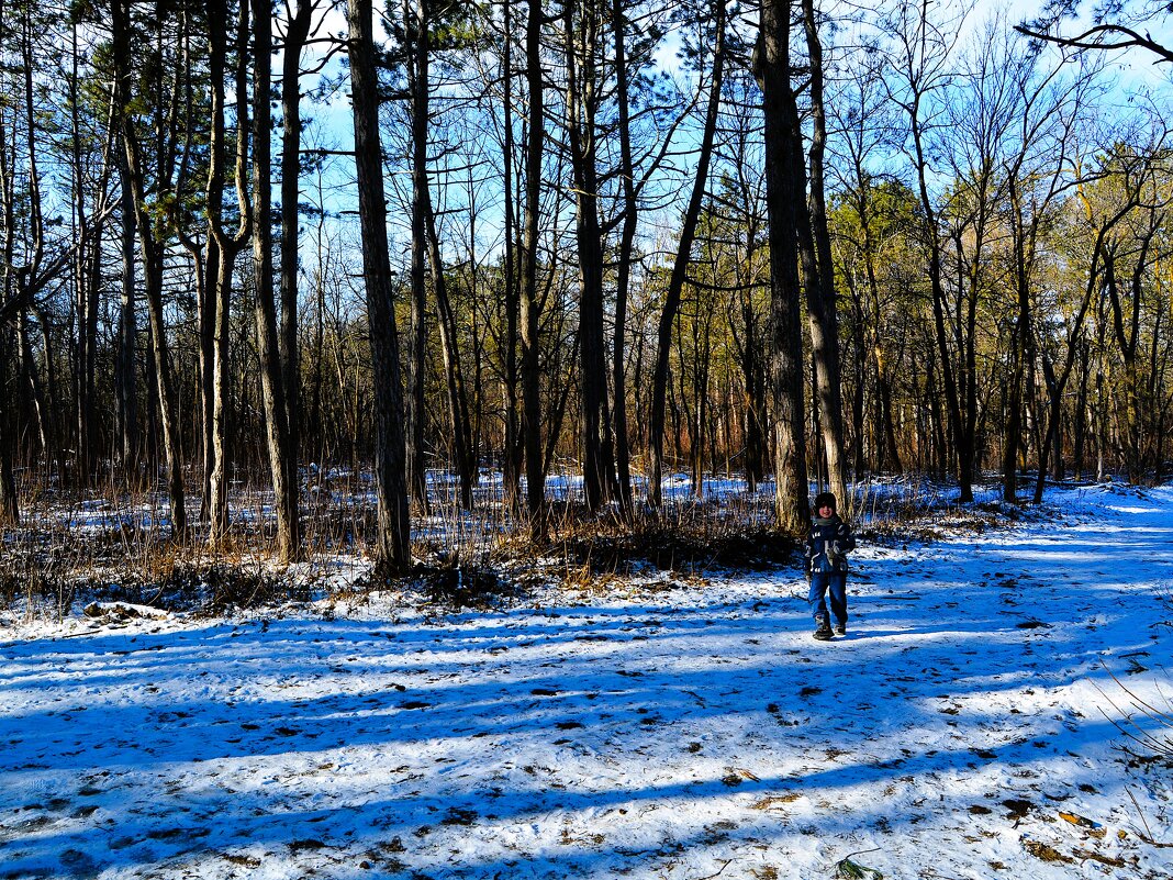Ростов-на-Дону. Сосновый бор в феврале. - Пётр Чернега