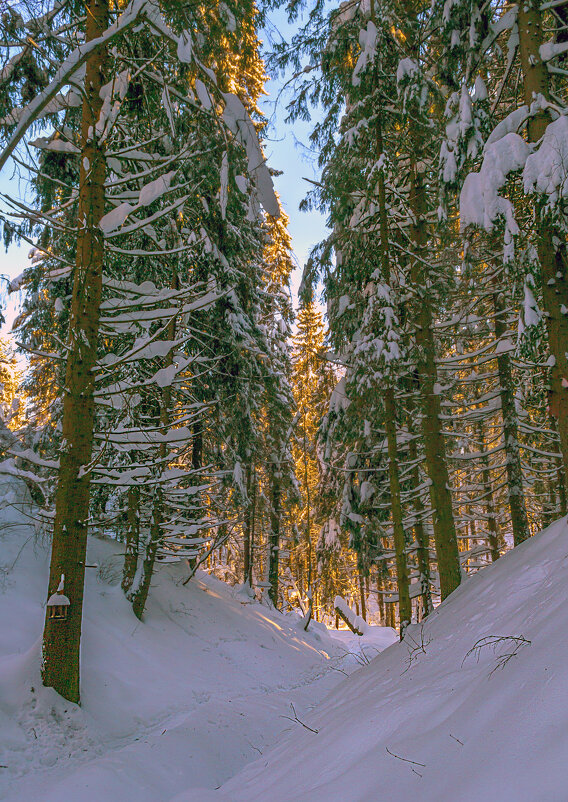 В овраге - Сергей Цветков