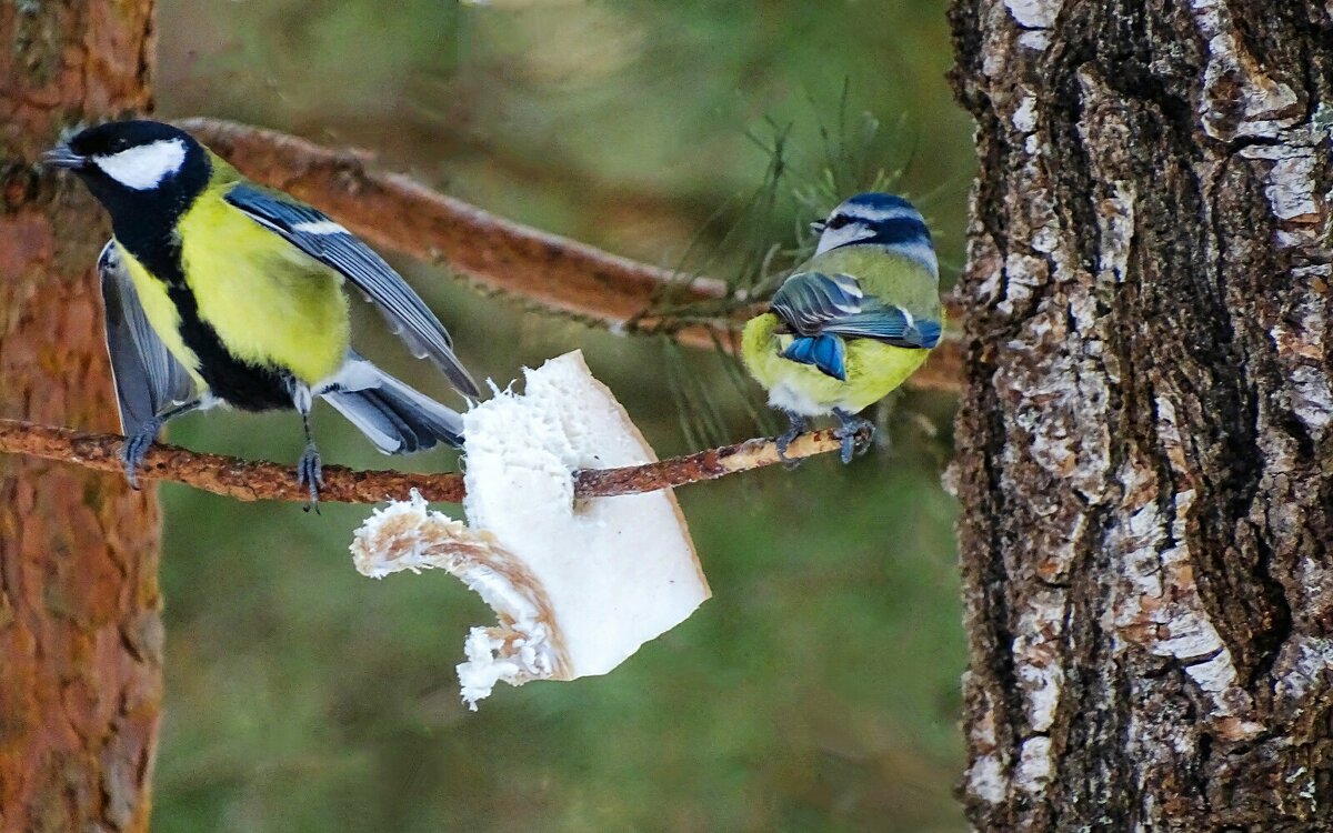 Разругались из-за сала. - Милешкин Владимир Алексеевич Разругались из-за сала. - Милешкин Владимир Алексеевич