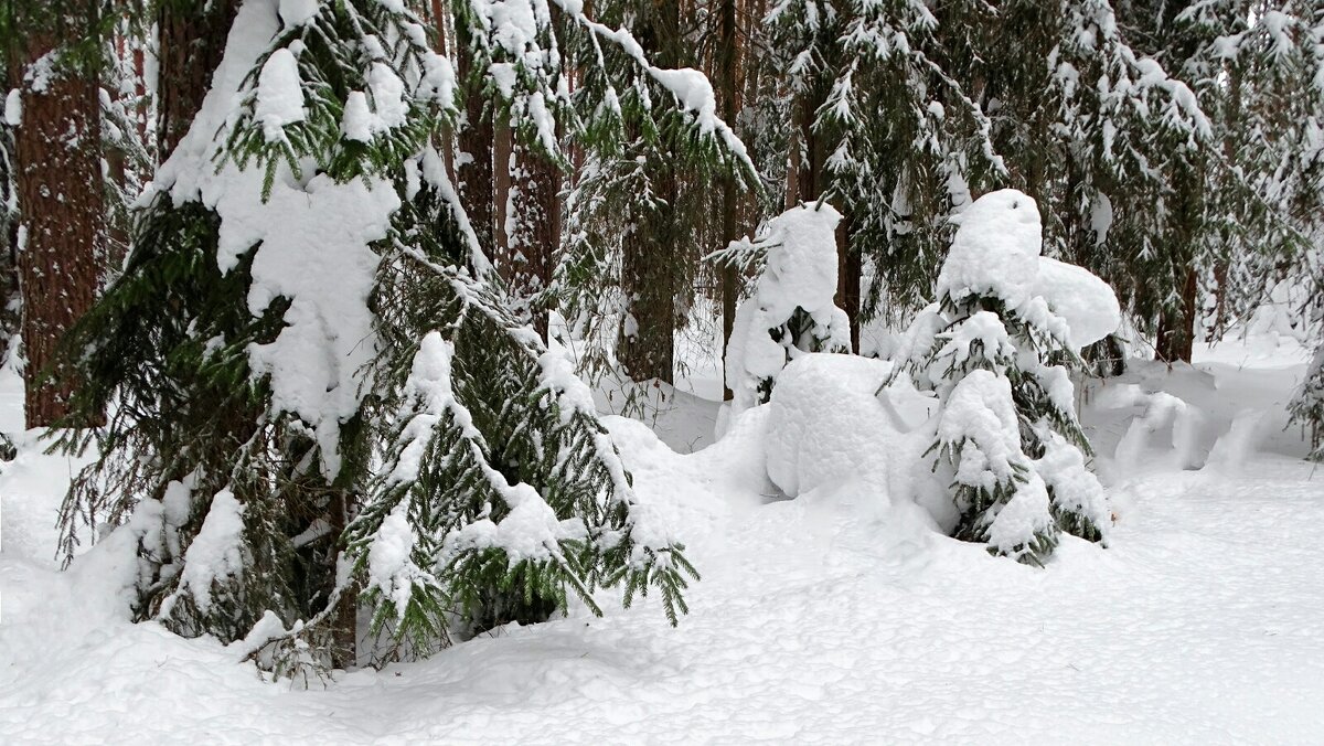 Лес во власти снега. - Милешкин Владимир Алексеевич Лес во власти снега. - Милешкин Владимир Алексеевич