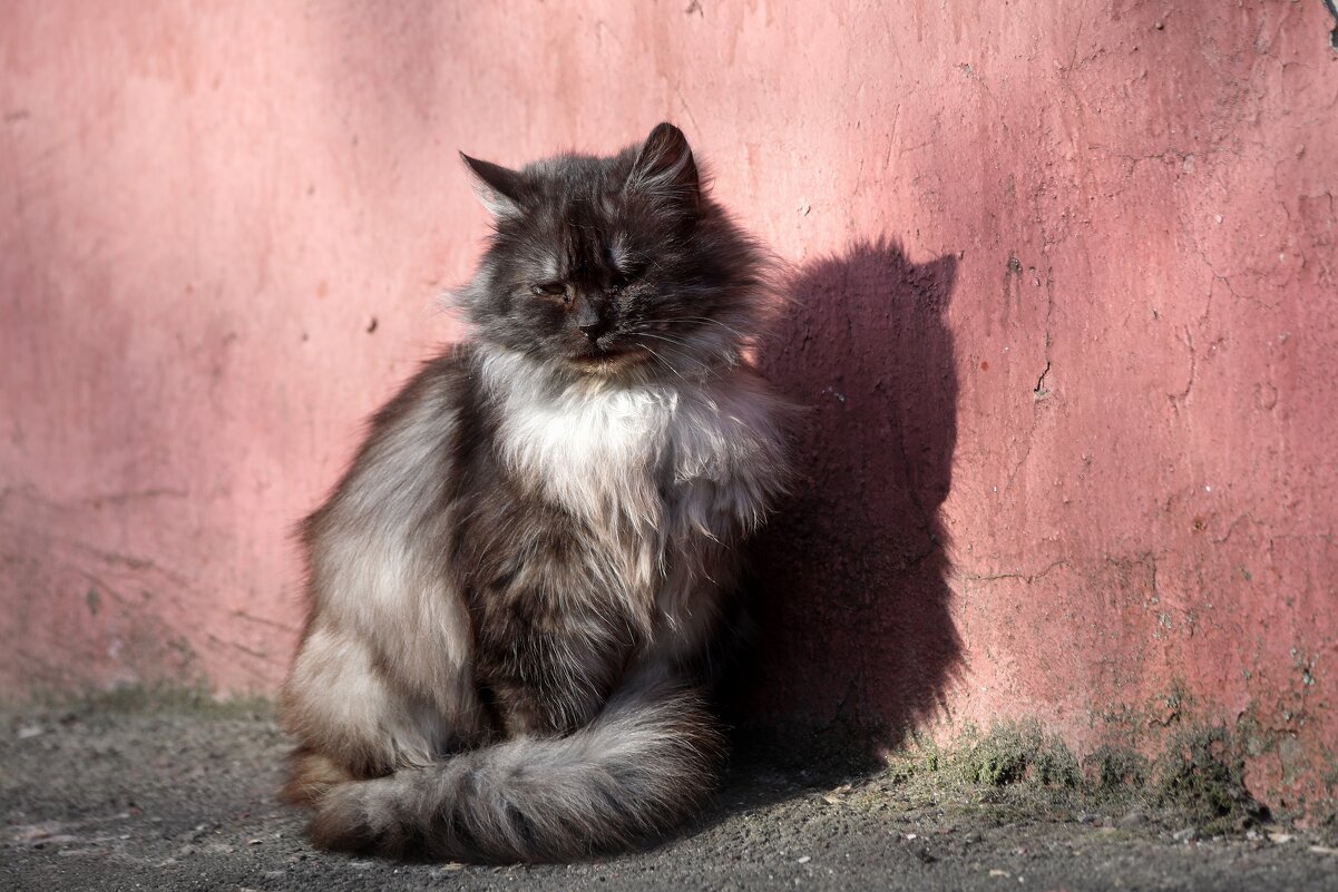 Солнечные ванны. - Татьяна Бравая Солнечные ванны. - Татьяна Бравая