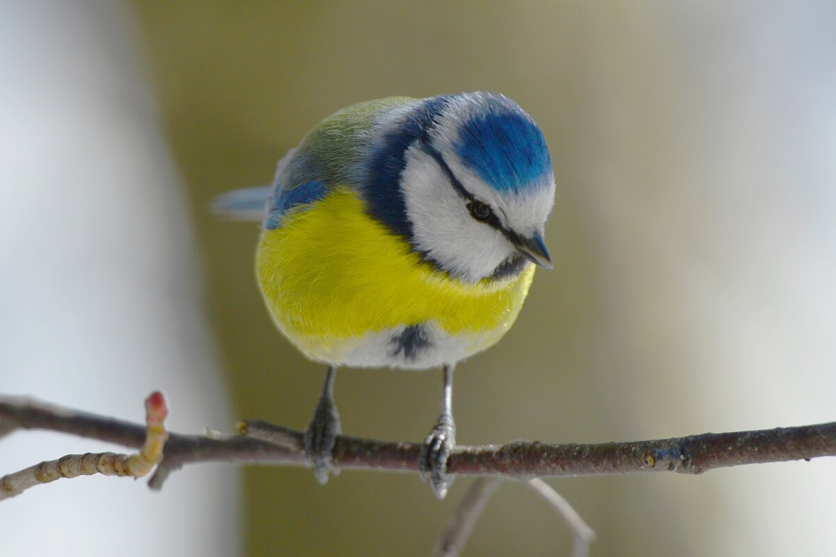 Лазоревка - Константин Анисимов Лазоревка - Константин Анисимов