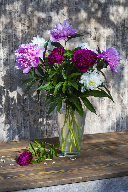 Пионы - Владимир Гришин Пионы - Владимир Гришин