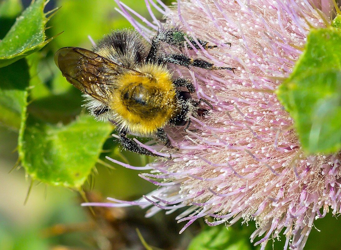 Краски лета. Шмель на цветке чертополоха. - Алексей Трухин