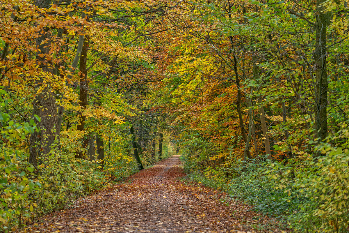 Дорожка - Jakob Dick