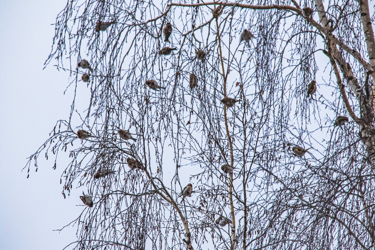 Залетная стая. - Петр Беляков Залетная стая. - Петр Беляков