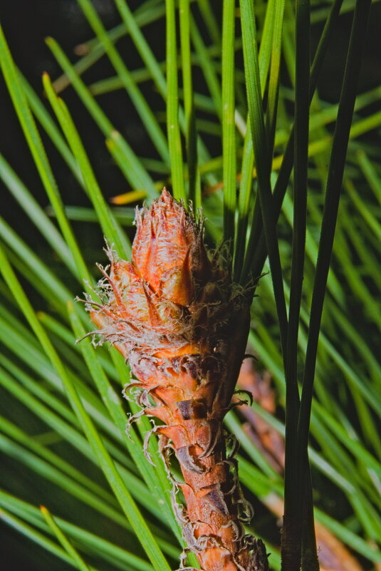 Мужские шишки сосны обыкновенной - Giant Tao /