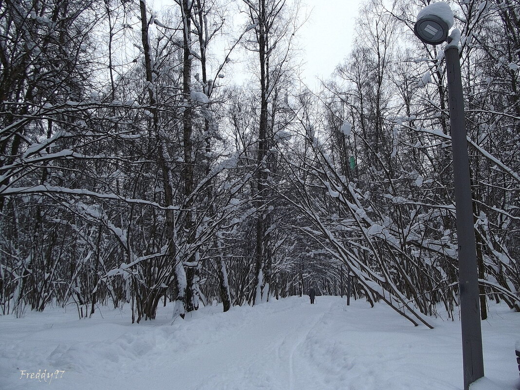 В зимнем парке - Freddy 97