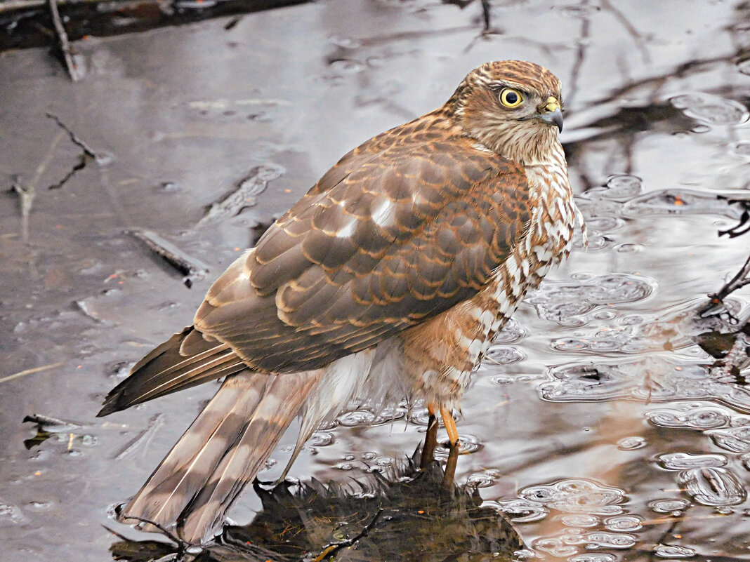 Ястреб-перепелятник - Лина 