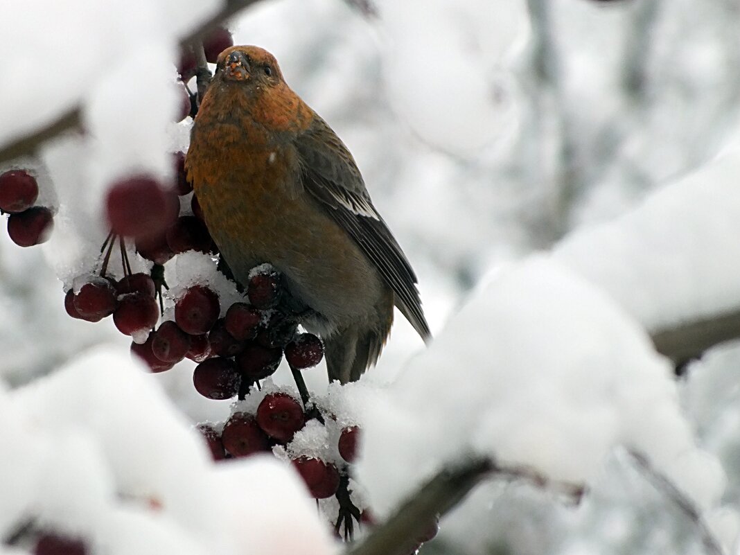 Щур - Зоя Мишина