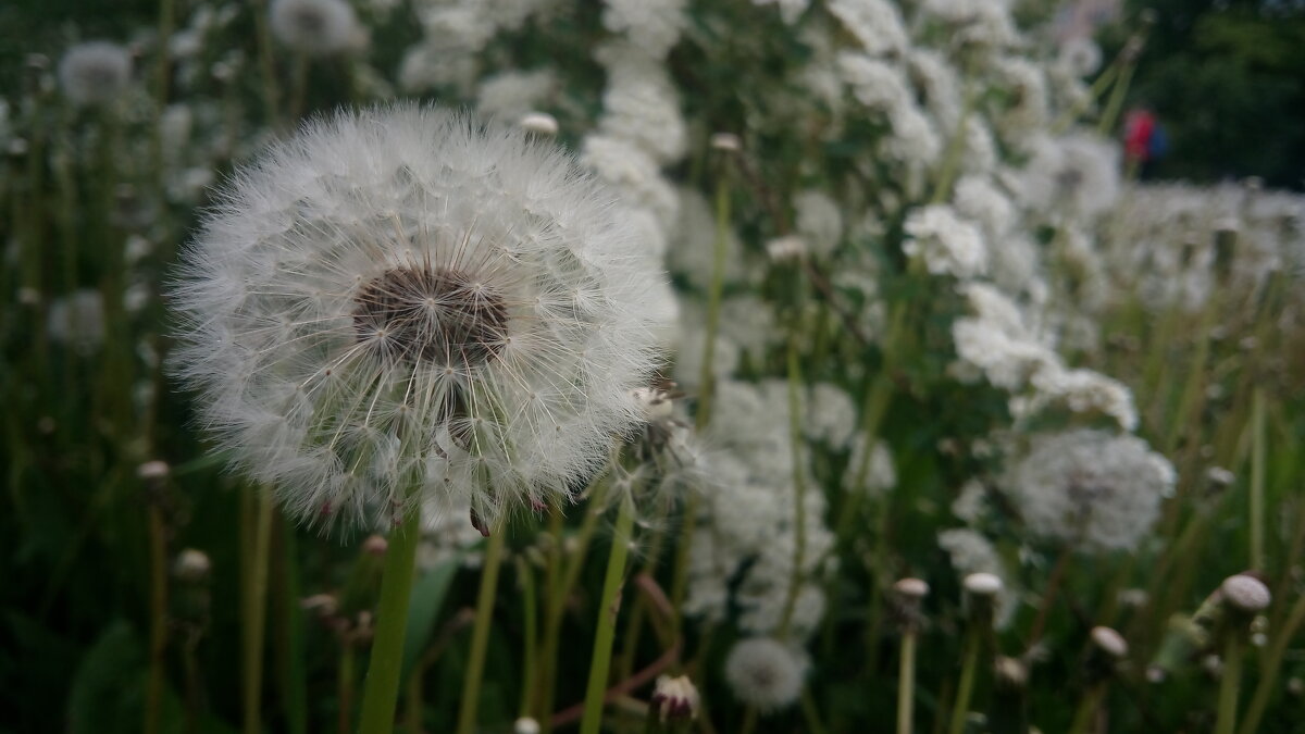 ,,, - Сергей Тимоновский