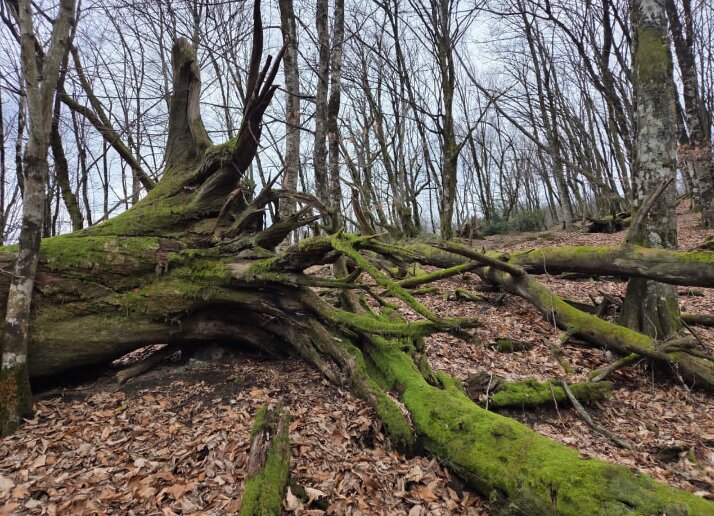 СТАРЫЙ ЛЕС - Tata Wolf