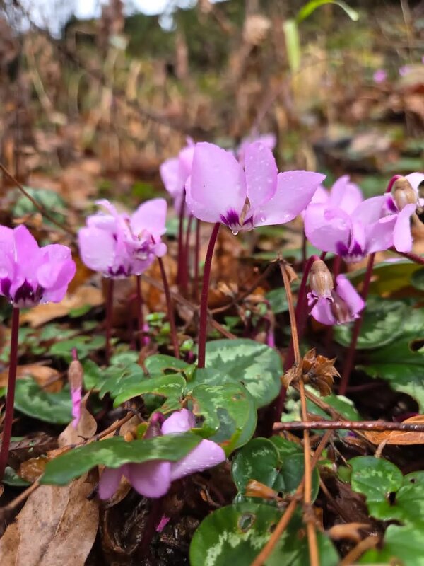 ЦИКЛАМЕН КАВКАЗСКИЙ - Tata Wolf