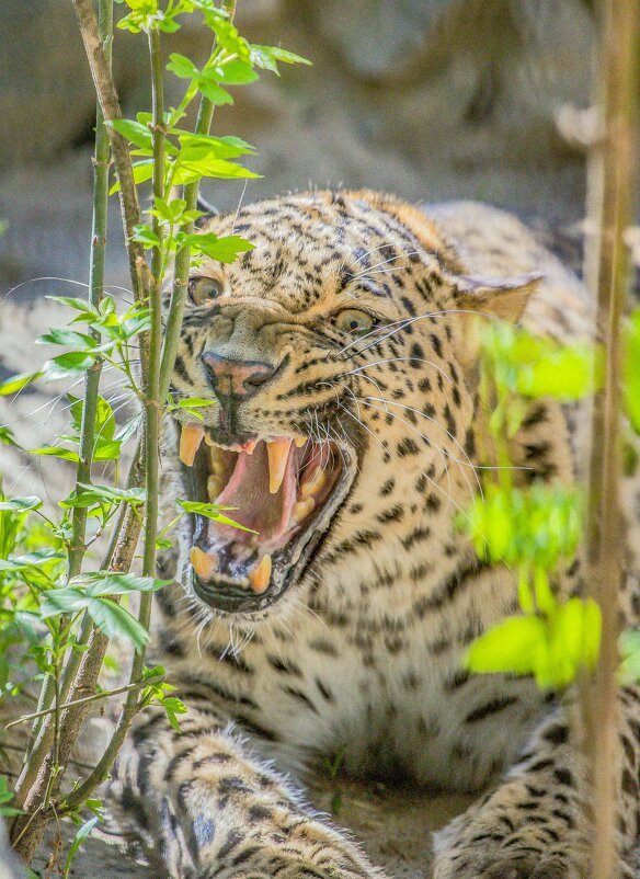 леопард - Аркадий Лаптенко