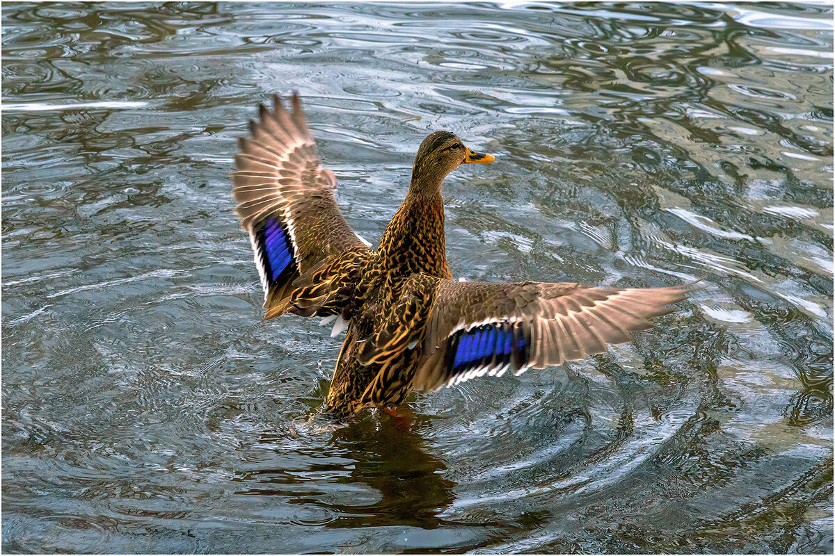 Весне навстречу - Валентин Котляров Весне навстречу - Валентин Котляров