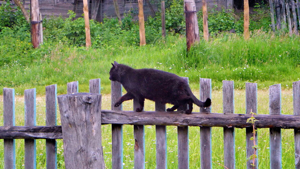 Кошка на заборе - Валерий Судачок