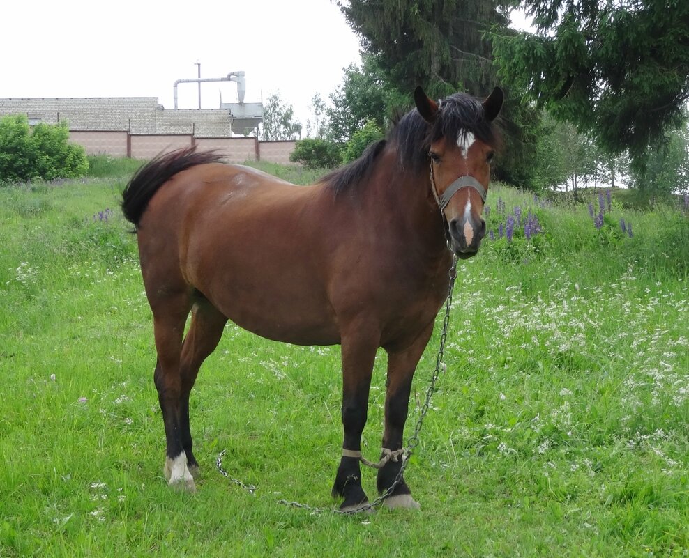 На лугу - PRP На лугу - PRP