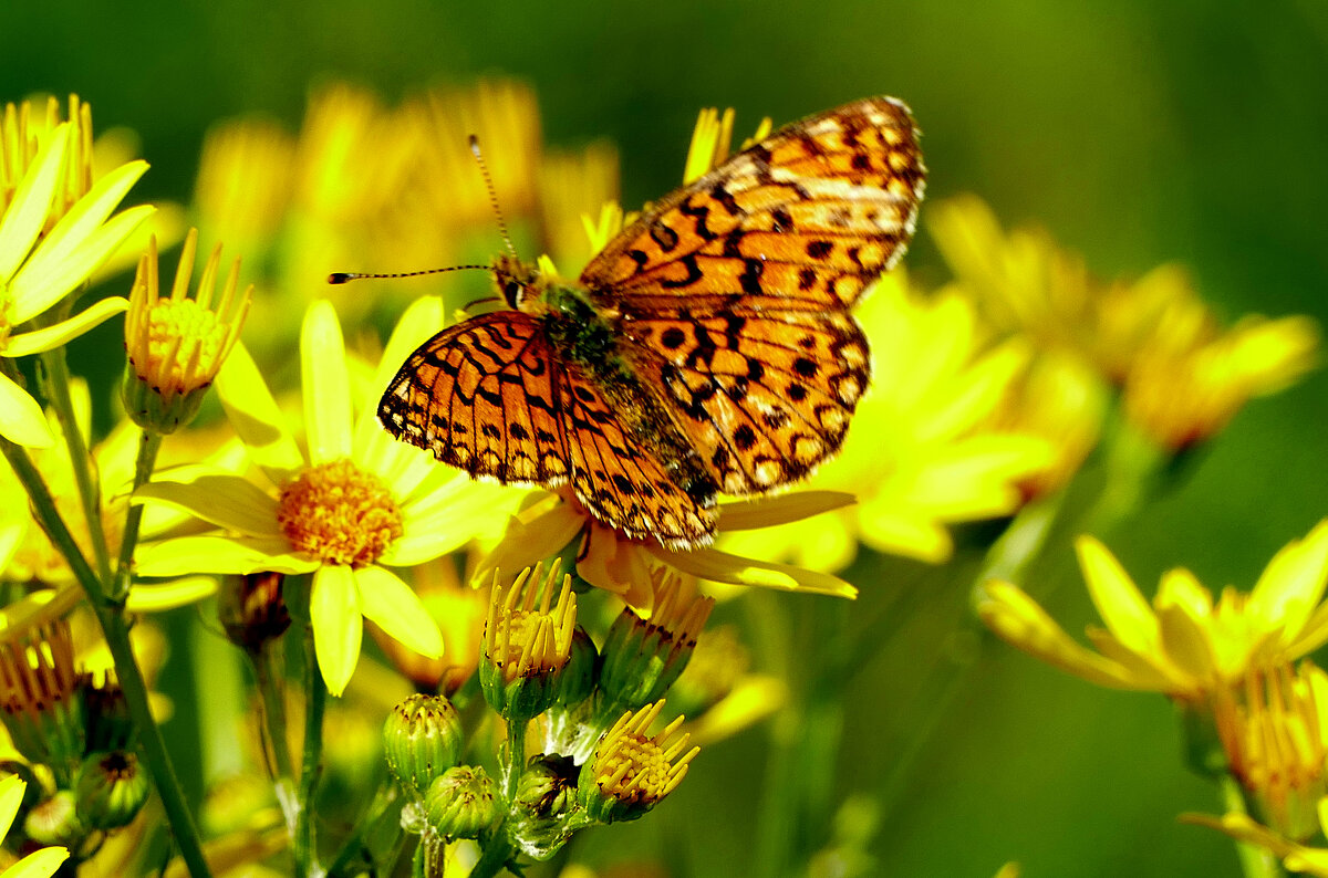 опять про бабочек...451 - Александр Прокудин опять про бабочек...451 - Александр Прокудин