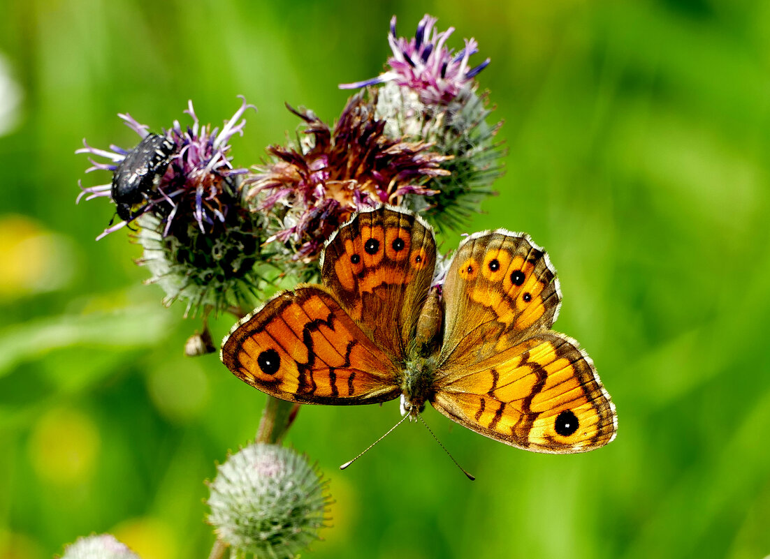 опять про бабочек...455 - Александр Прокудин опять про бабочек...455 - Александр Прокудин