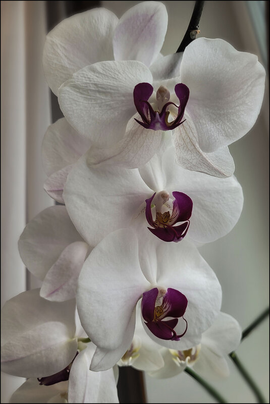 Орхидеи зимой - Татьяна Машошина Орхидеи зимой - Татьяна Машошина