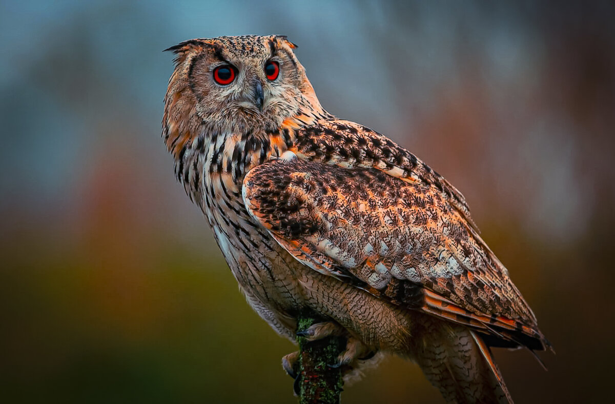 Филин - Aleksey Afonin