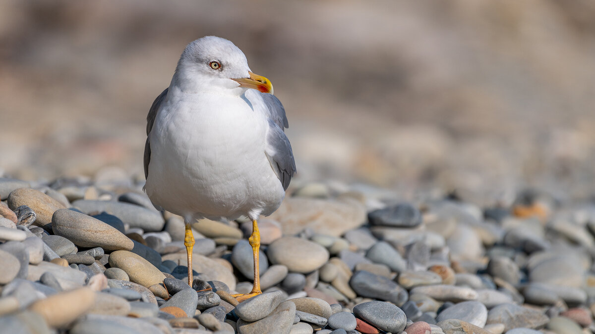 На морском берегу - Владимир Лазарев На морском берегу - Владимир Лазарев