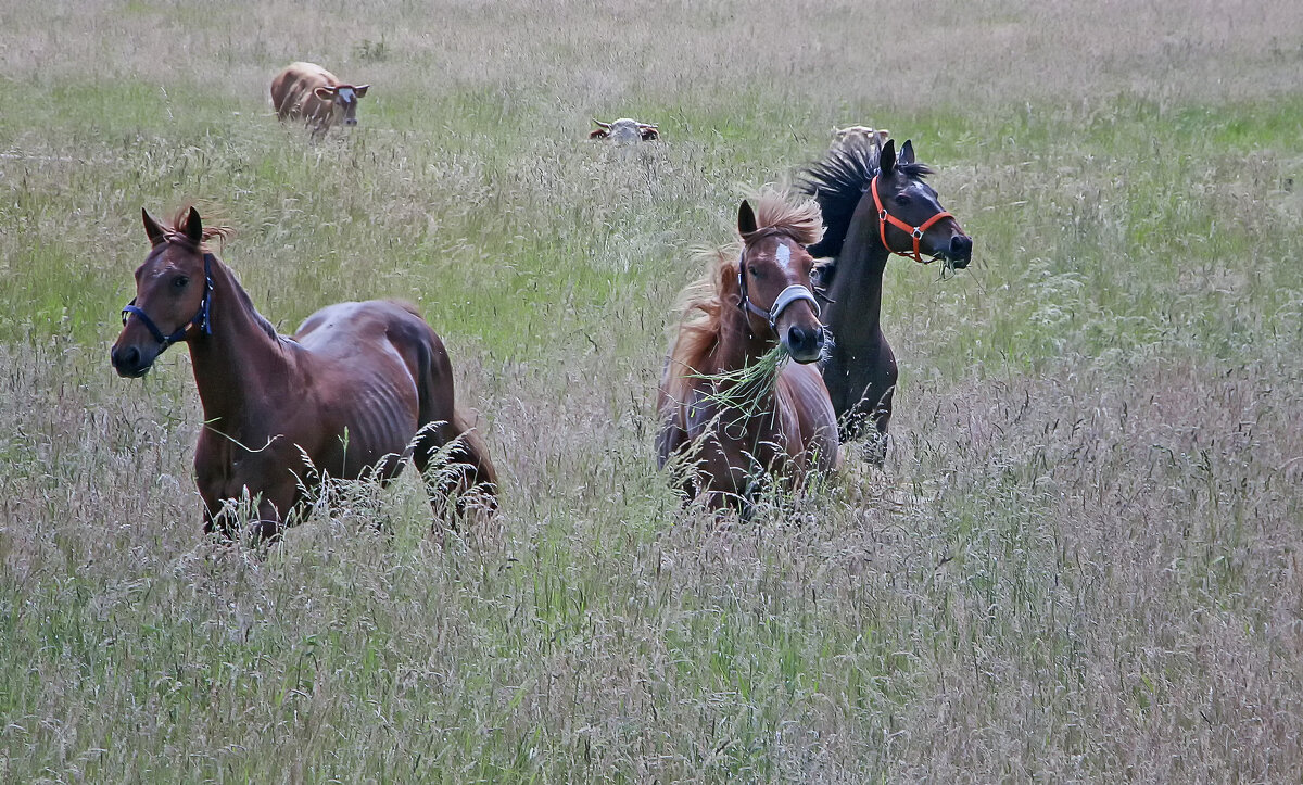 В поле - Андроник Александр 