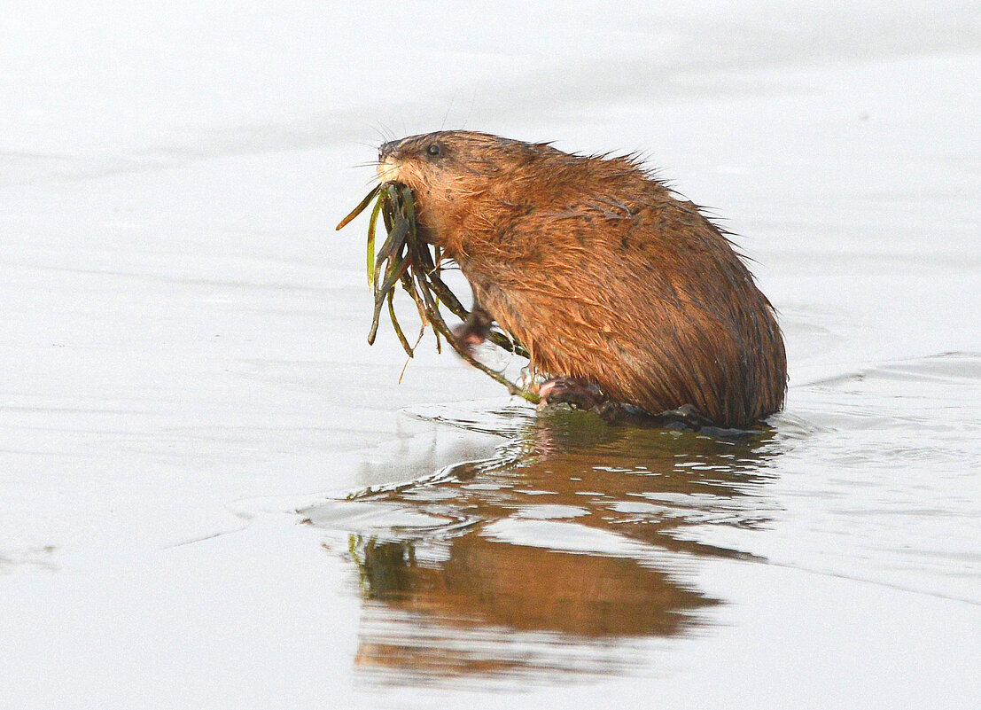 По первому льду - Михаил Белоусов По первому льду - Михаил Белоусов