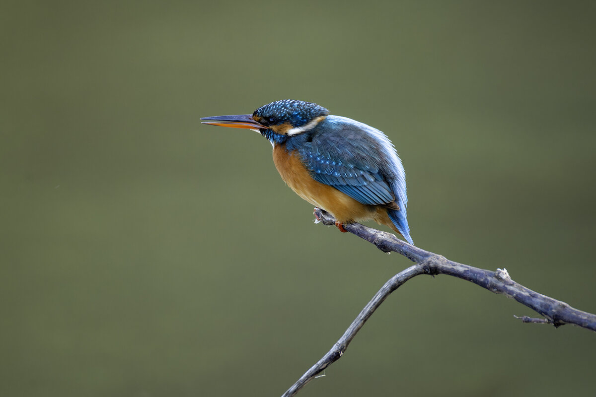 Зимородок. - Alexander Amromin Зимородок. - Alexander Amromin