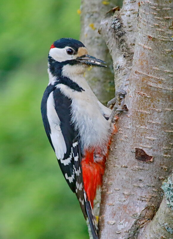 кормящий отец... - Andrey Bragin кормящий отец... - Andrey Bragin
