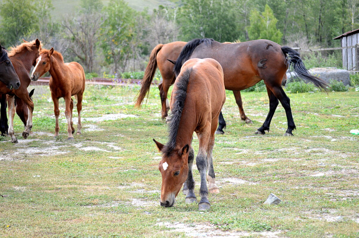 Лошадка пришла к нам наконец! - Татьяна Лютаева Лошадка пришла к нам наконец! - Татьяна Лютаева