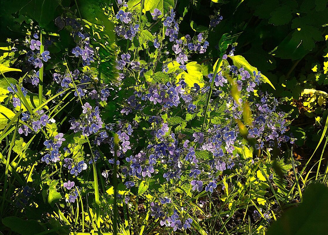 ***цветы полевые*** - Olga Oskolkova