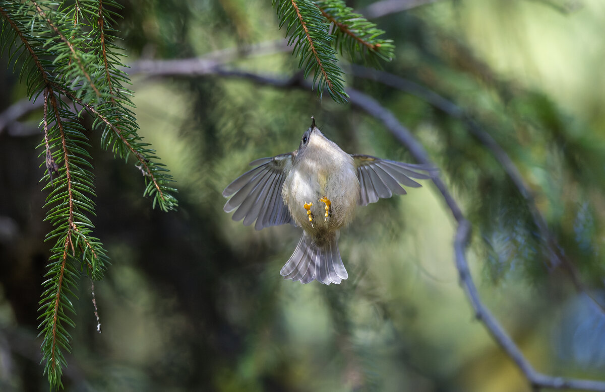 желтоголовый королек. - юрий макаров желтоголовый королек. - юрий макаров