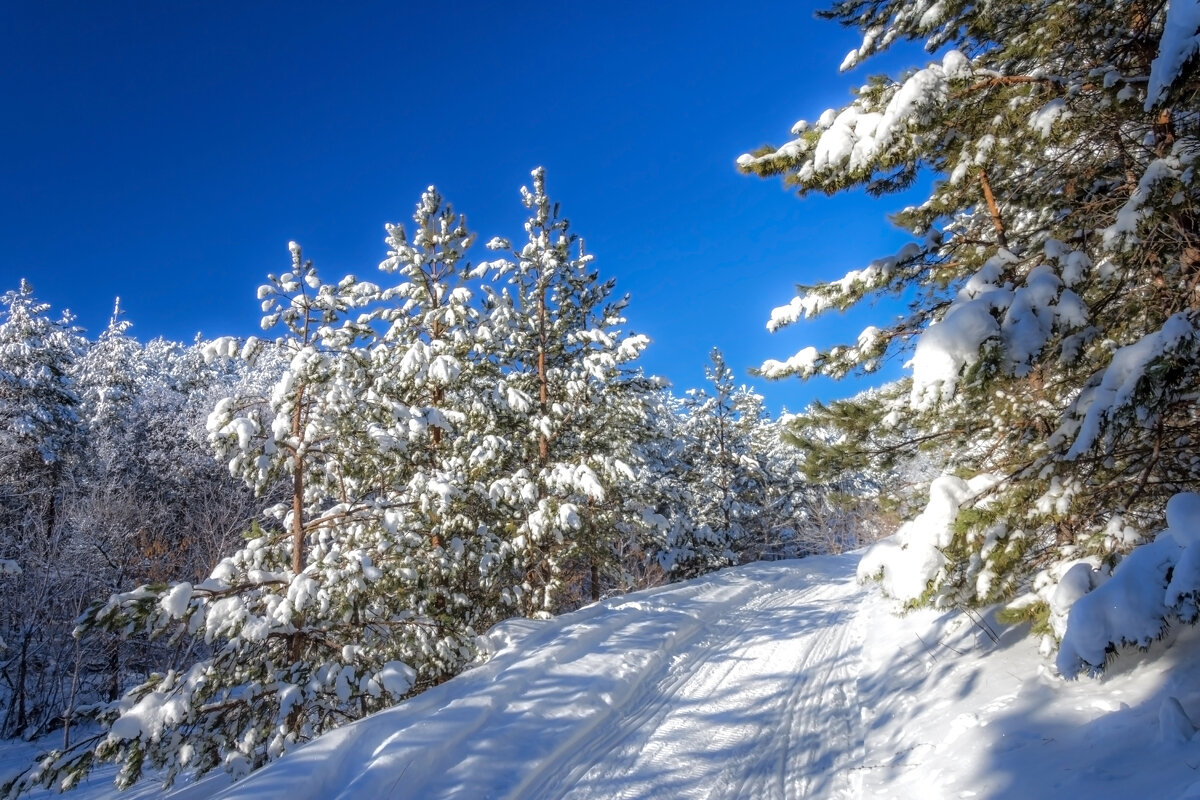 Дорога в царство Берендея - Наталья Димова