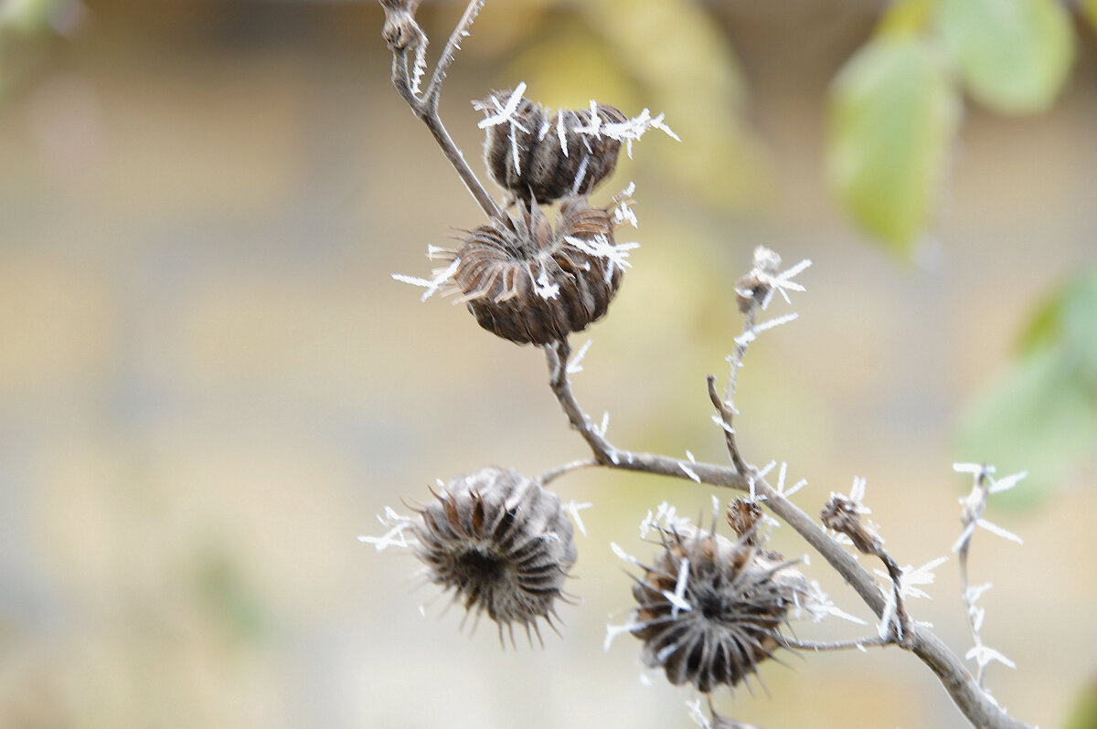 Канатник - Надежда Куркина Канатник - Надежда Куркина