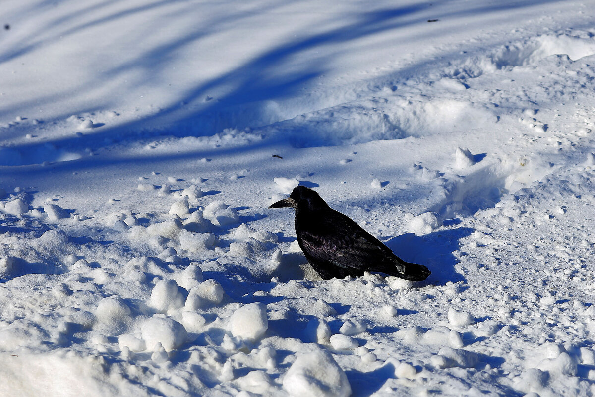Неперелётный - Юрий Гайворонскiий