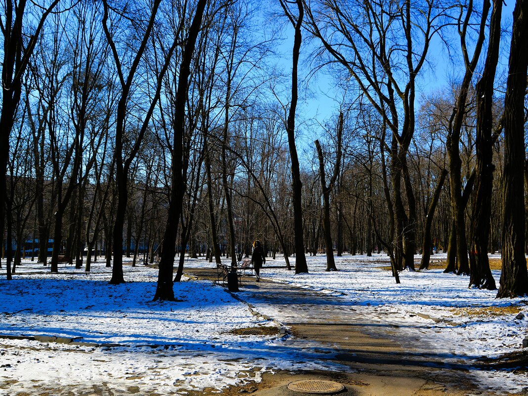 Ростов-на-Дону. Первомайский парк в феврале. - Пётр Чернега Ростов-на-Дону. Первомайский парк в феврале. - Пётр Чернега
