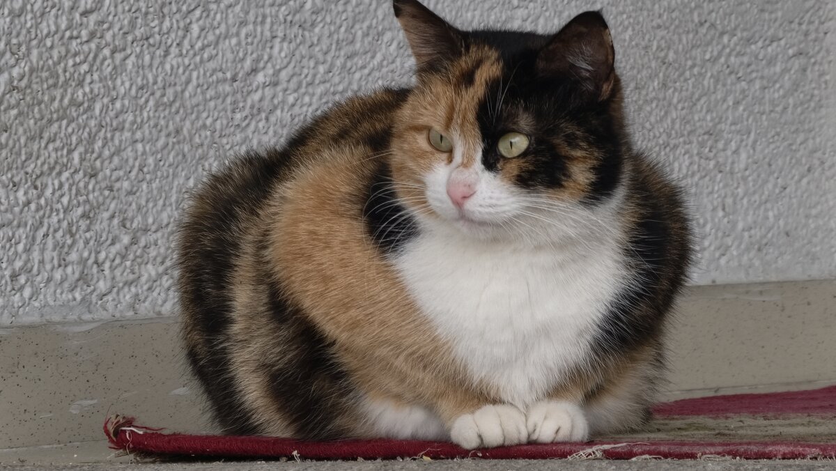 Трехцветное счастье - Мариша Трехцветное счастье - Мариша