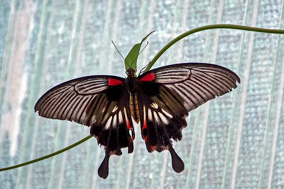 Парусник - Андроник Александр Парусник - Андроник Александр