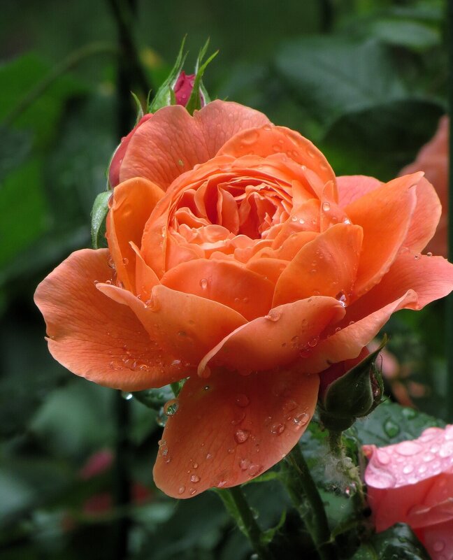 *** - Лариса С.