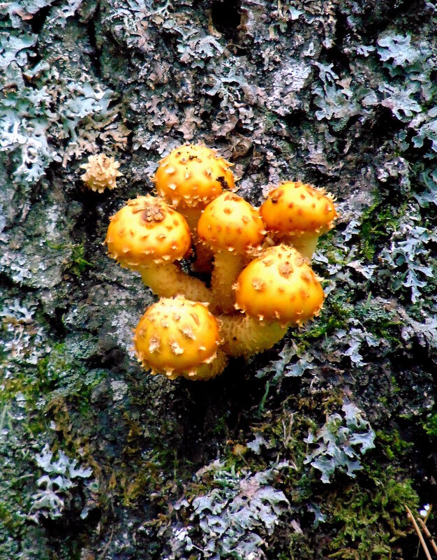 Грибочки чешуйчатки. - nadyasilyuk Вознюк