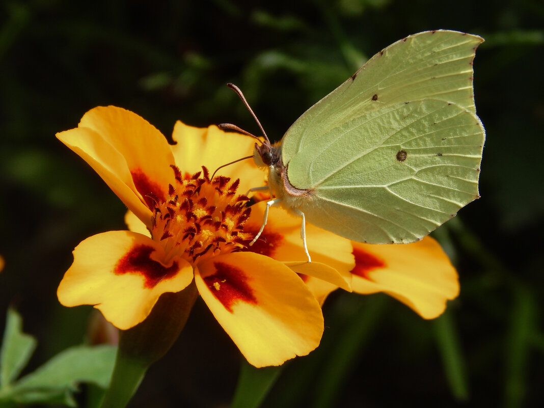 Цветочный роман - Александр Ковальчук